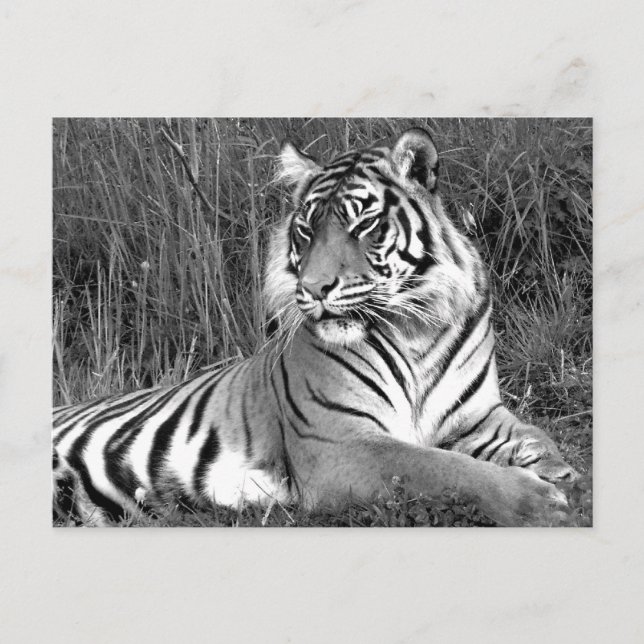Tiger - Black & White Postcard (Front)