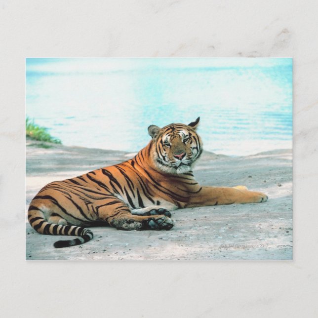 Tiger by river postcard (Front)