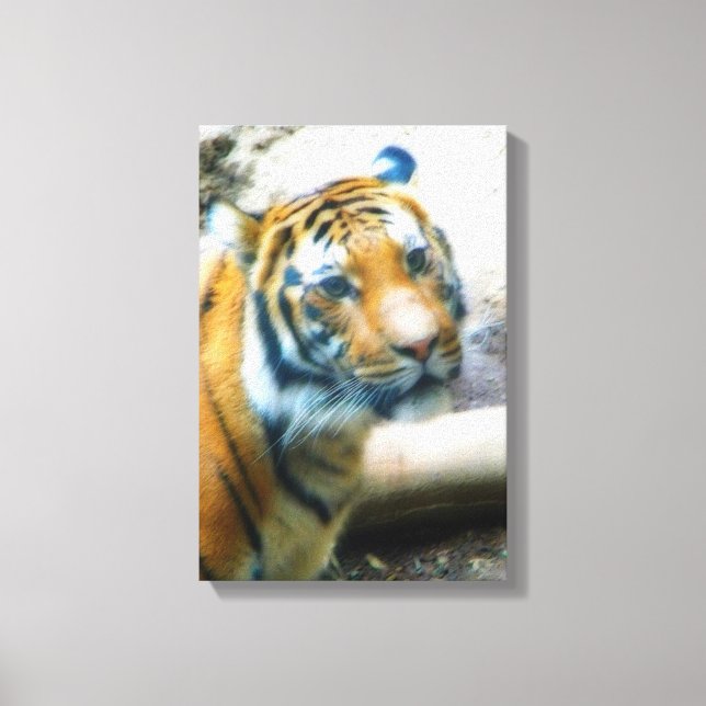 Tiger Canvas Print (Front)