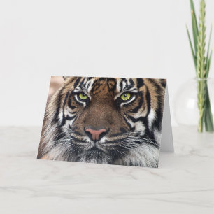 Tiger Card