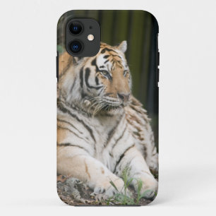 Tiger iPhone 11 Case