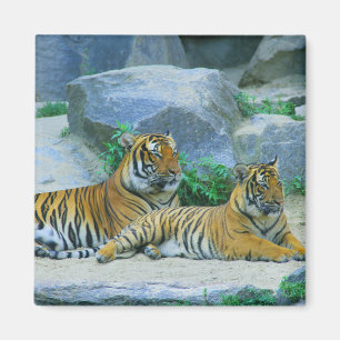 Tiger Cat Animal Stripes Pattern Destiny's Destiny Magnet