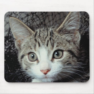 Tiger Cat Mouse Pad