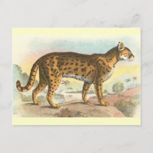 Tiger-Cat Postcard