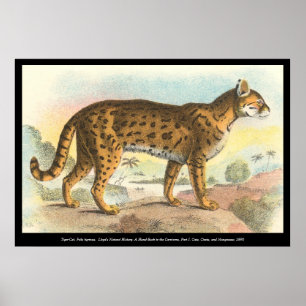 Tiger-Cat Poster