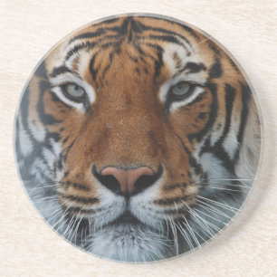 Tiger Cat Stripes Jungle Mist Animal Coaster