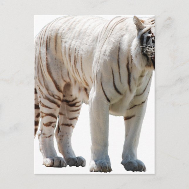 Tiger cat stripes personalize diy Anniversaries Postcard (Front)