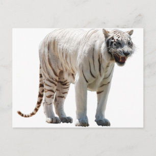 Tiger cat stripes personalize diy Anniversaries Postcard
