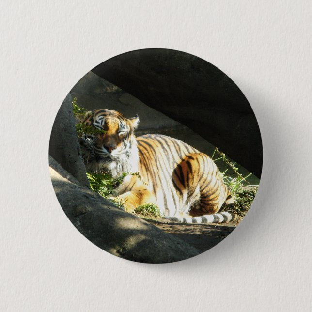 Tiger Catnap 2 Inch Round Button (Front)