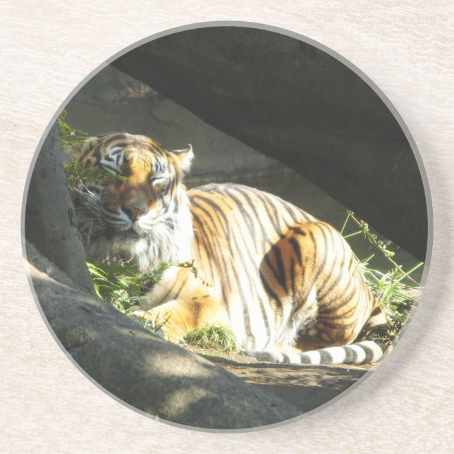 Tiger Catnap Coaster (Front)