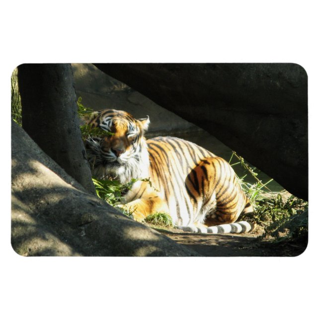 Tiger Catnap Magnet (Horizontal)