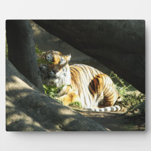 Tiger Catnap Plaque