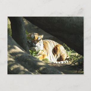 Tiger Catnap Postcard