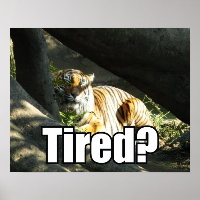 Tiger Catnap Poster (Front)