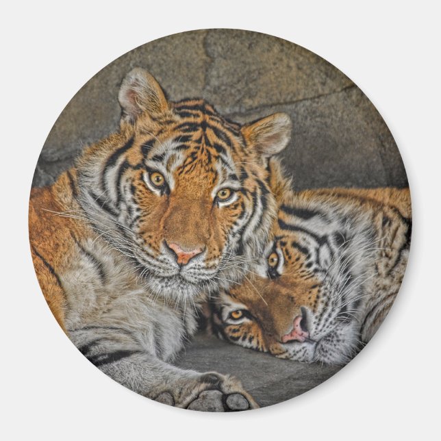 Tiger Cave Magnet (Front)