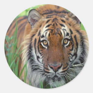 Tiger Classic Round Sticker