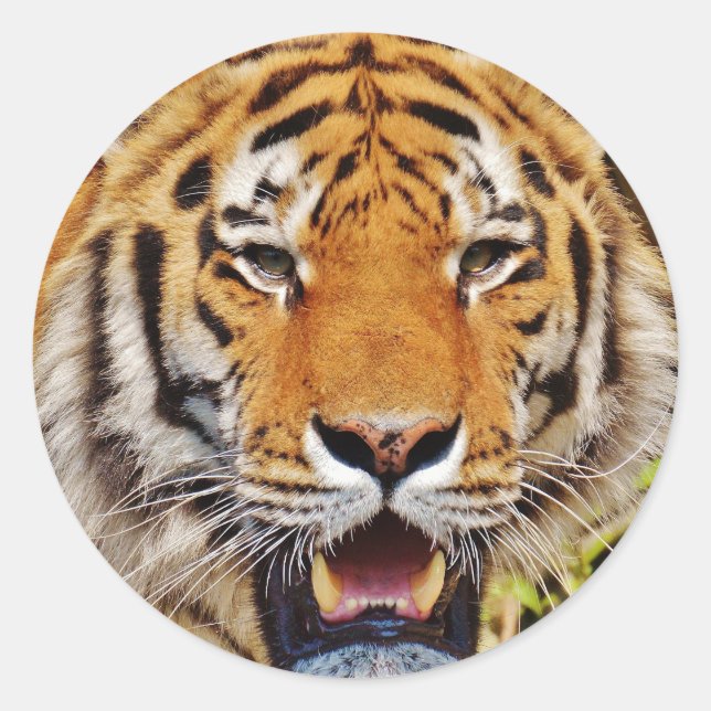 Tiger Classic Round Sticker (Front)
