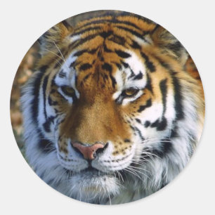Tiger Classic Round Sticker