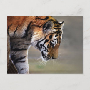 Tiger Climbing Down Postcard