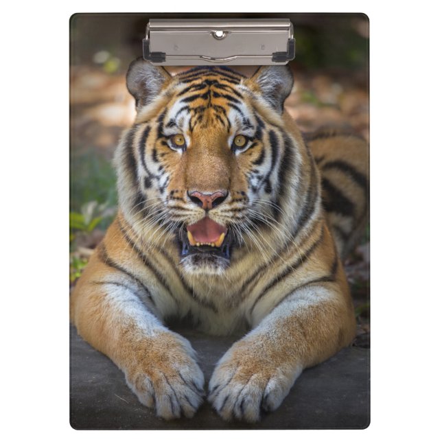 Tiger Clipboard (Front)