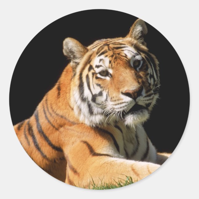 Tiger Closeup Classic Round Sticker (Front)