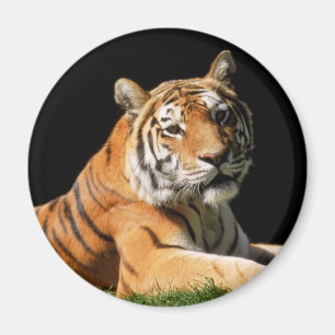 Tiger Closeup Magnet