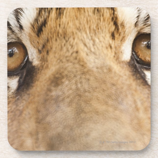 Tiger Coaster (Front)