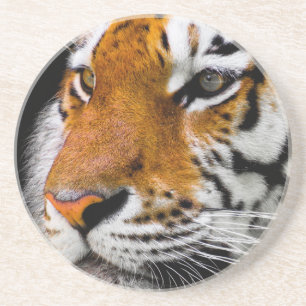 Tiger Coaster
