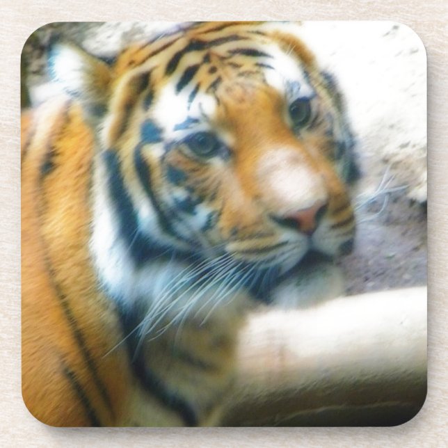 Tiger Coaster (Front)