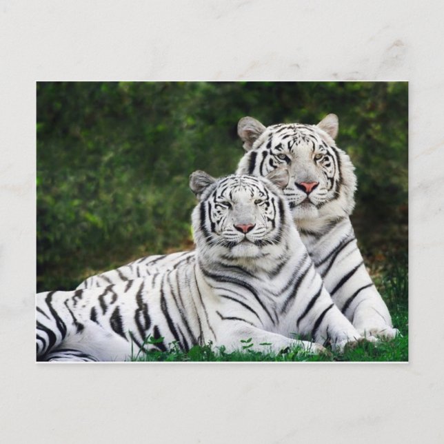 tiger couple postcard (Front)