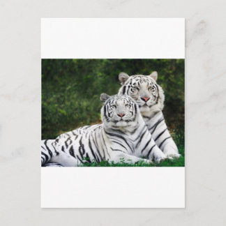 tiger couple postcard
