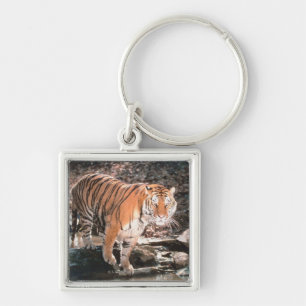 Tiger crossing stream keychain