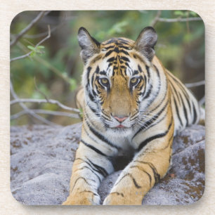 Tiger cub, Bandhavgarh National Park, India Coaster