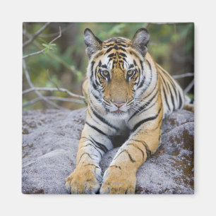 Tiger cub, Bandhavgarh National Park, India Magnet