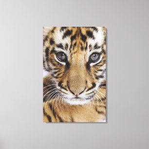 Tiger Cub Canvas Print