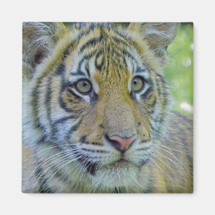 Tiger Cub Close Up Portrait Magnet