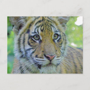 Tiger Cub Close Up Portrait Postcard
