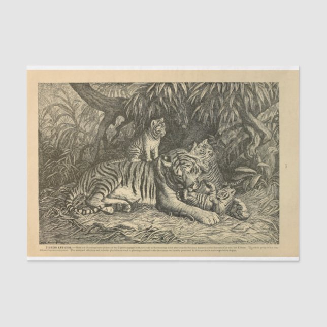 Tiger Cub Ephemera Decoupage Tissue Paper (Front)