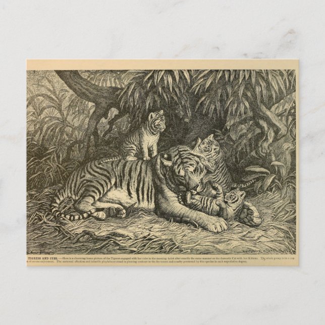 Tiger Cub Ephemera Vintage Art Postcard (Front)
