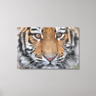 Tiger cub face canvas print
