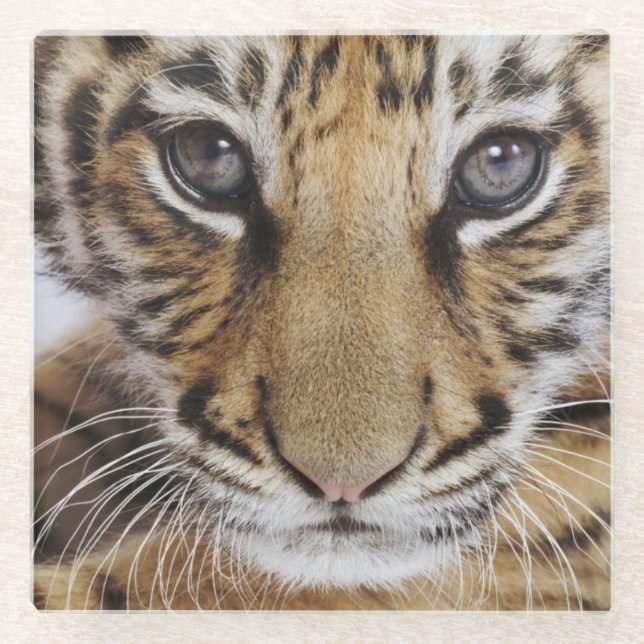 Tiger Cub Glass Coaster (Front)
