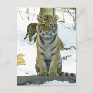 Tiger Cub In Snow Portrait Postcard