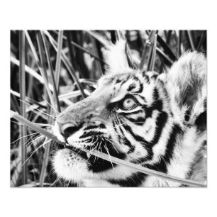 Tiger Cub in the Grass Photo Print