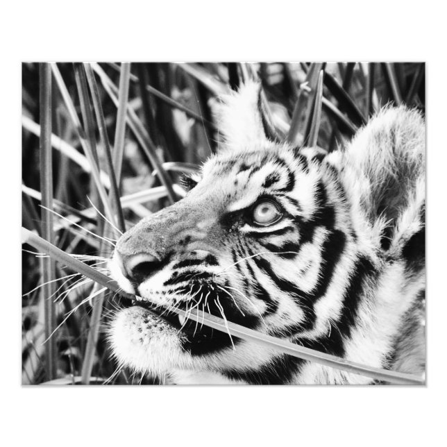 Tiger Cub in the Grass Photo Print (Front)