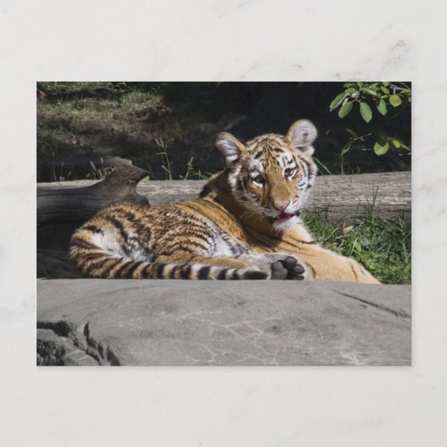 Tiger Cub on the Rocks Postcard (Front)