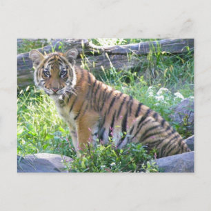 Tiger Cub Portrait 2 Postcard