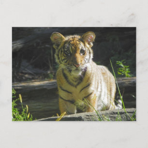Tiger Cub Portrait 4 Postcard