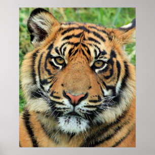 Tiger Cub Portrait Poster