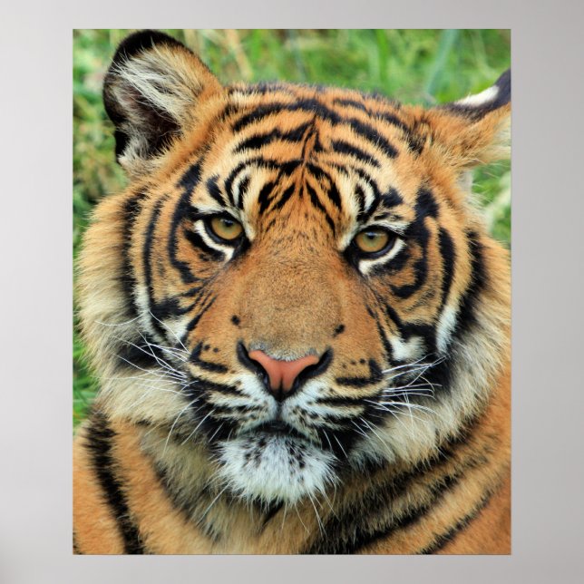 Tiger Cub Portrait Poster (Front)