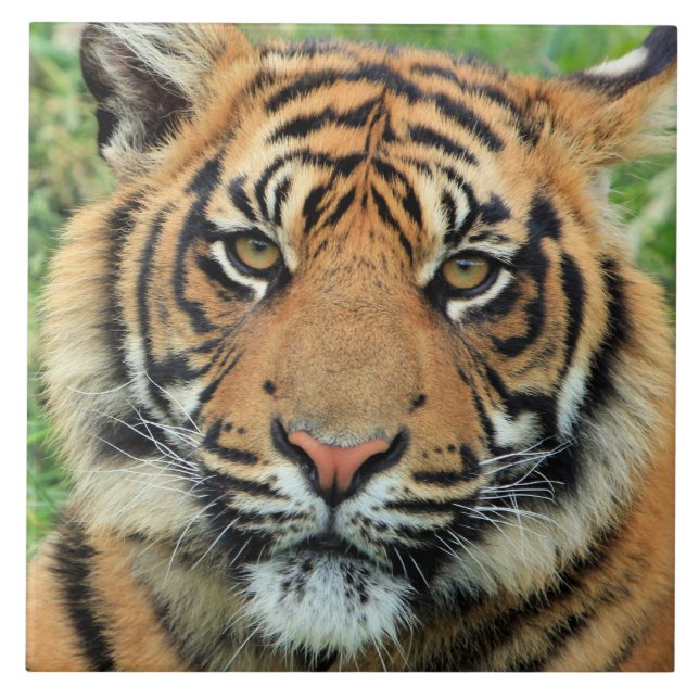 Tiger Cub Portrait Tile (Front)